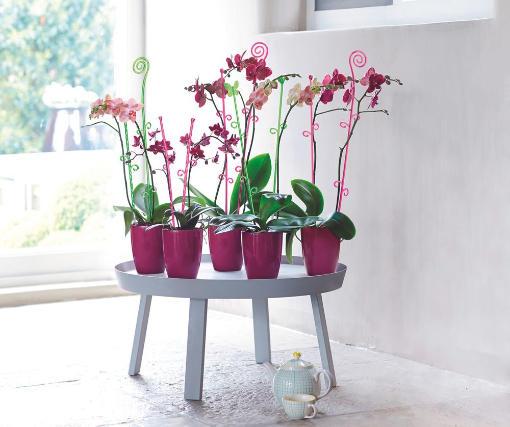 Orchideco Schmetterling 53