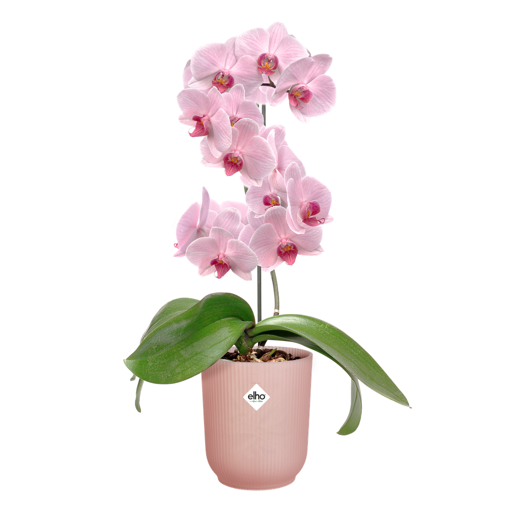 Vibes Fold Orchidee Hoch 12,5