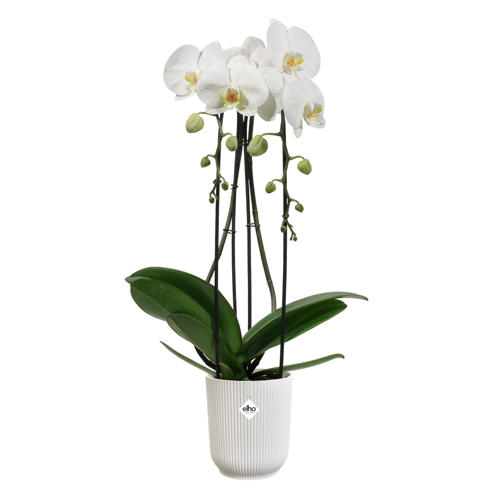Vibes Fold Orchidee Hoch 12,5