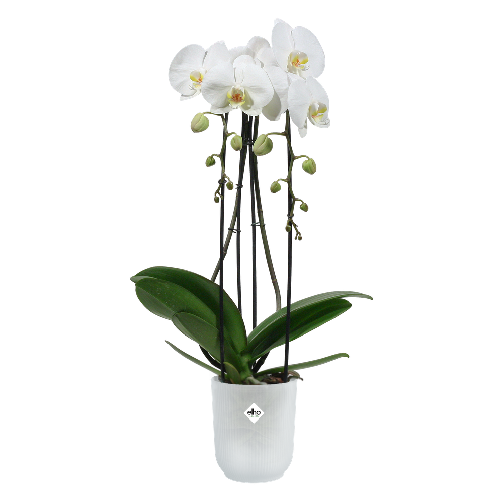 Vibes Fold Orchidee Hoch 12,5