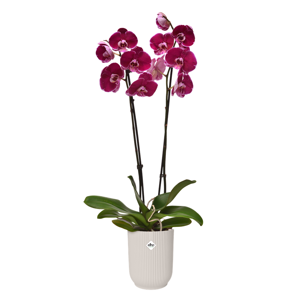 Vibes Fold Orchidee Hoch 12,5
