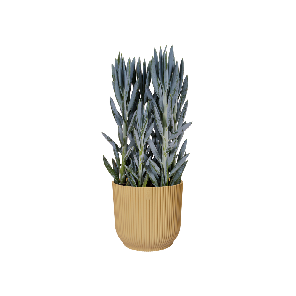 Vibes Fold Rund 22