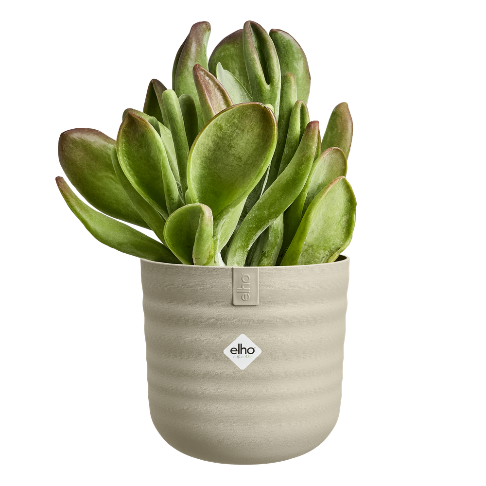 Dune Rund 22
