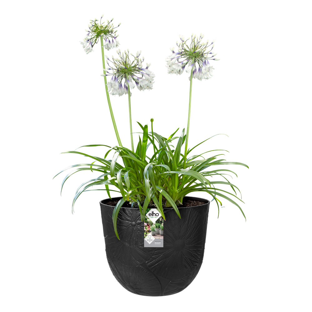 Fuente Lily Rund 47