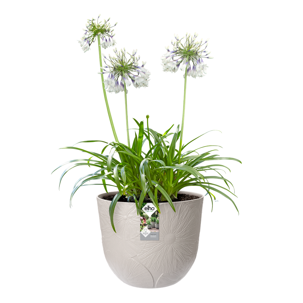 Fuente Lily Rund 30