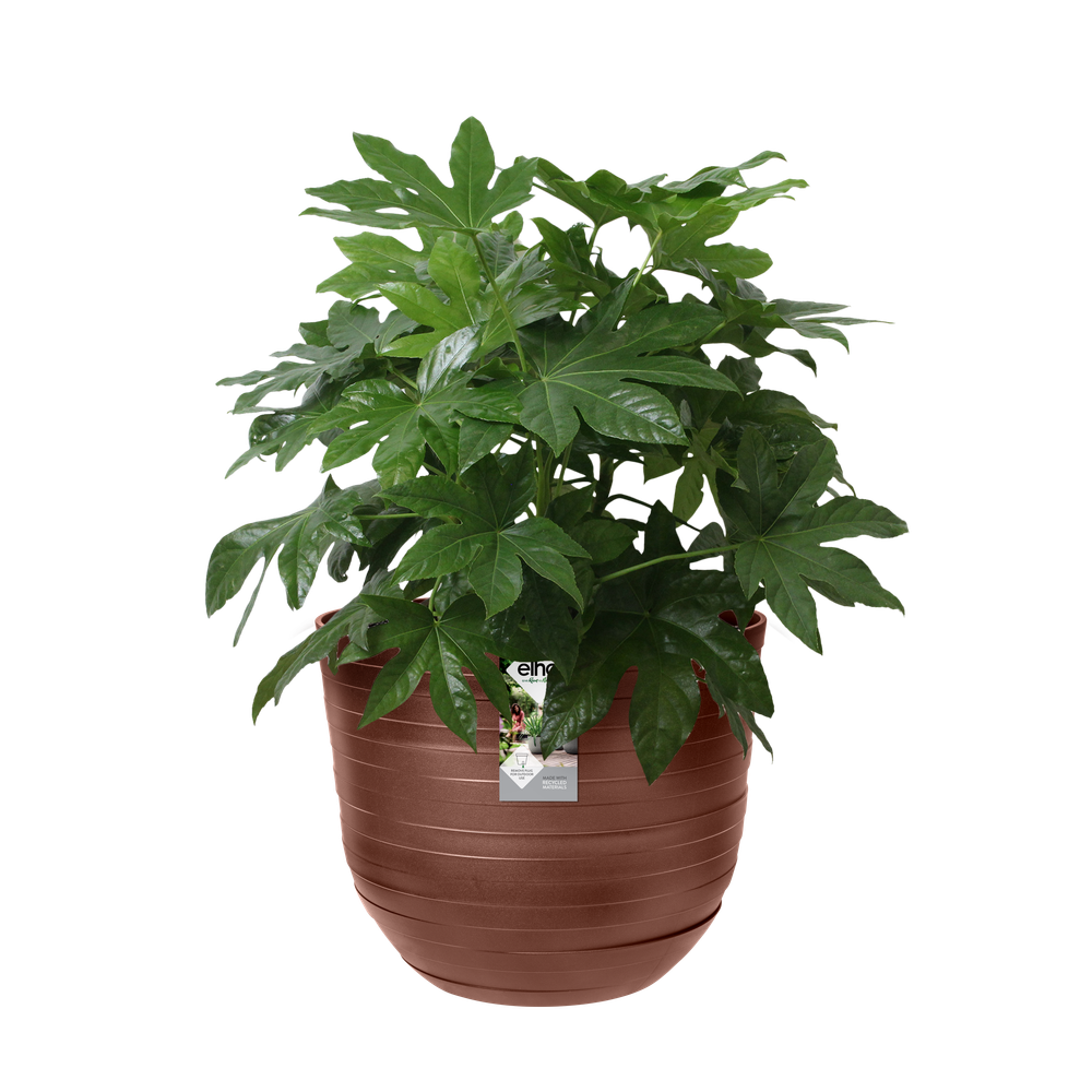 Fuente Rings Rund 38