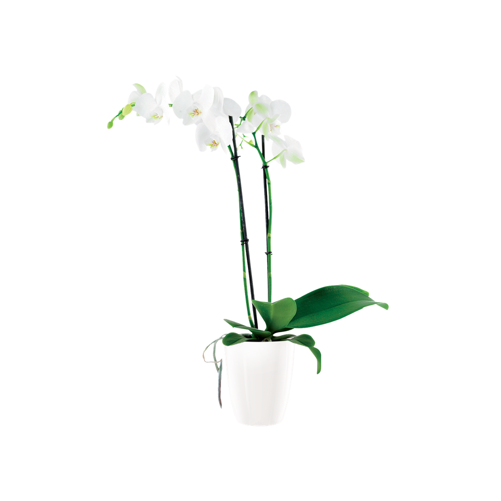 Brussels Diamond Orchidee Hoch 12,5