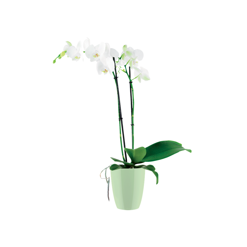 Brussels Diamond Orchidee Hoch 12,5