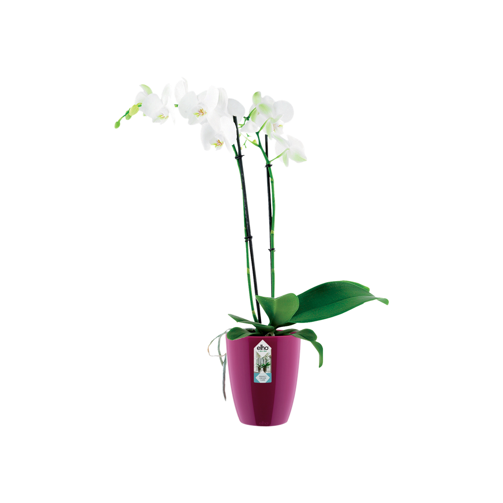 Brussels Diamond Orchidee Hoch 15