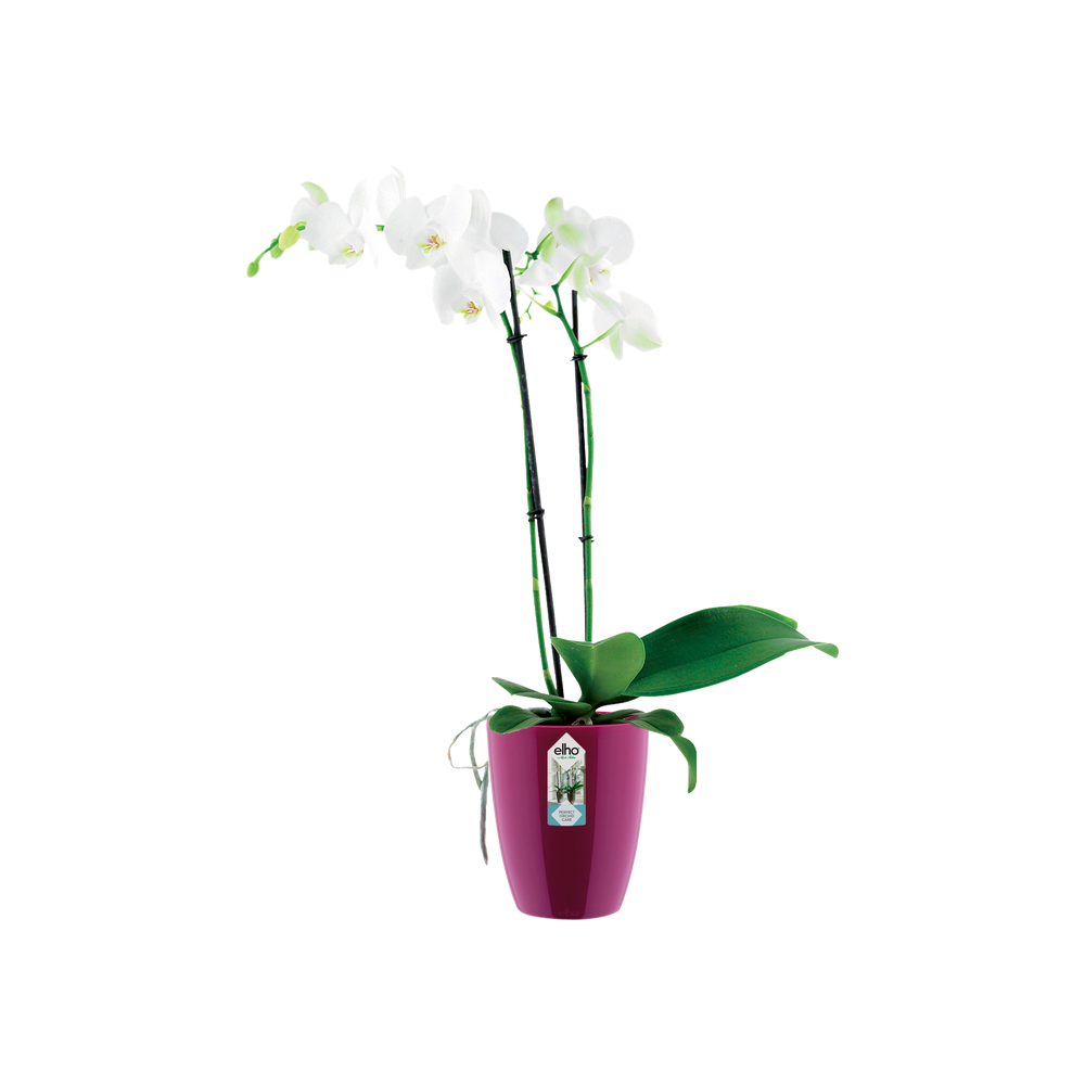 Brussels Diamond Orchidee Hoch 12,5