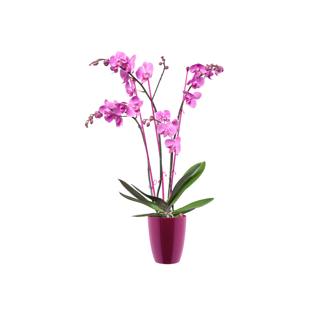 Brussels Diamond Orchidee Hoch 12,5