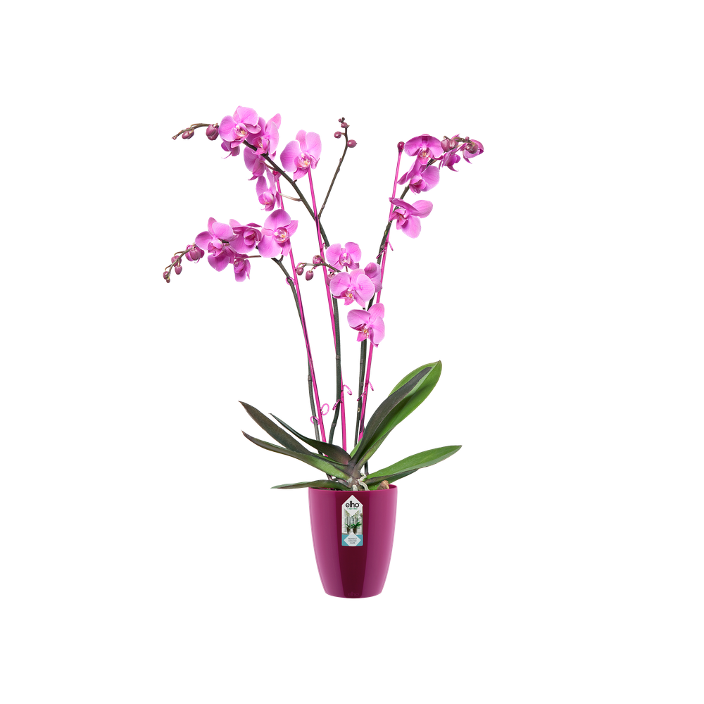 Brussels Diamond Orchidee Hoch 12,5