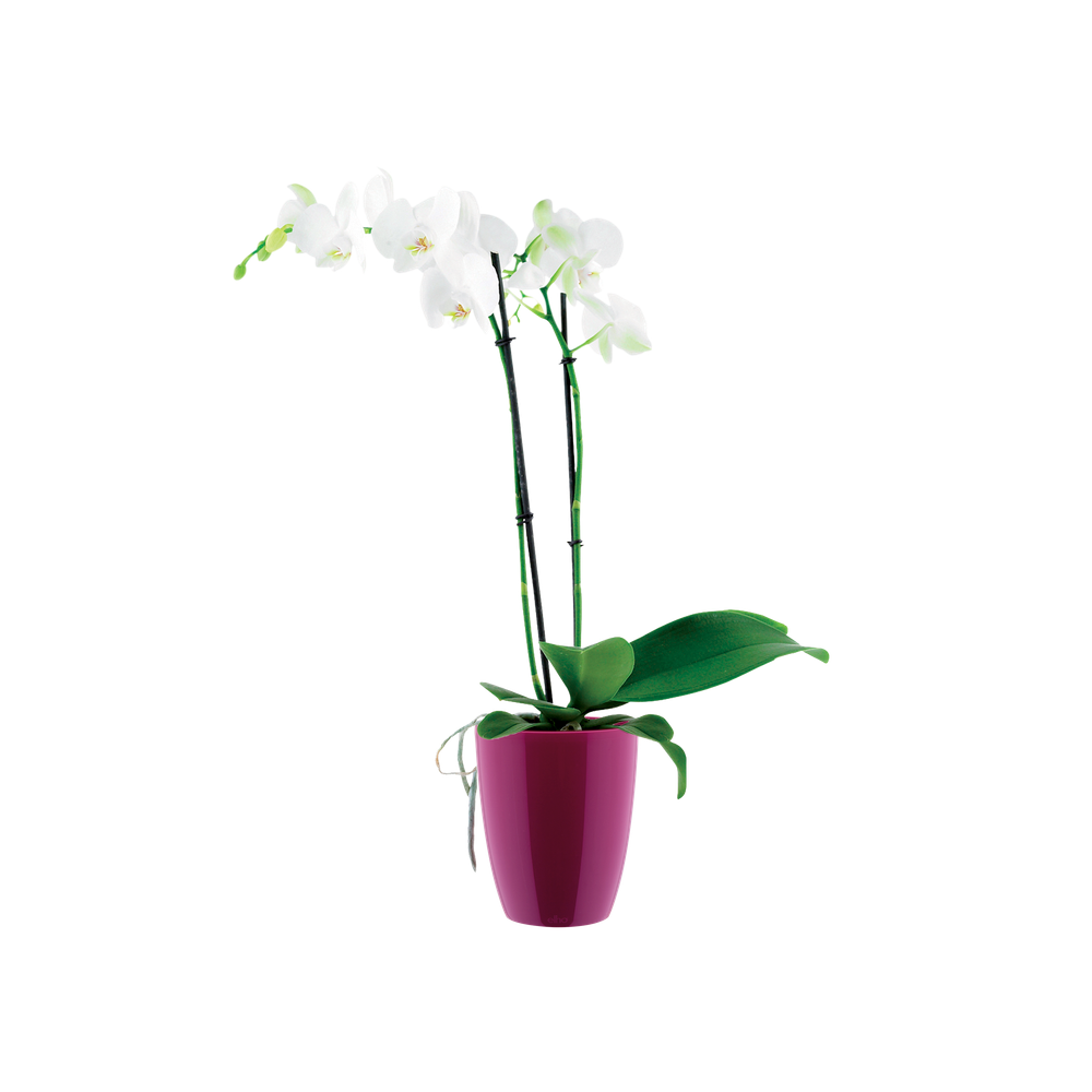 Brussels Diamond Orchidee Hoch 12,5
