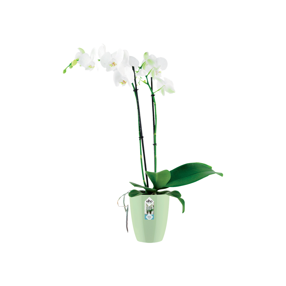 Brussels Diamond Orchidee Hoch 12,5