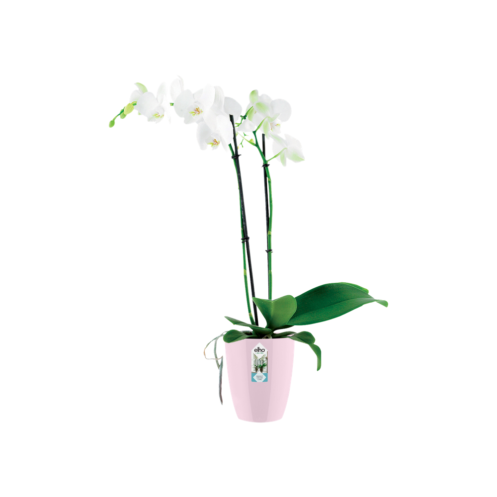 Brussels Diamond Orchidee Hoch 12,5
