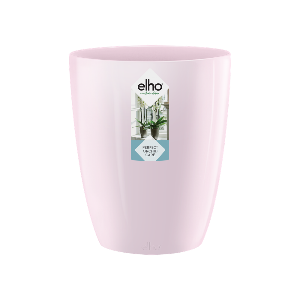 Brussels Diamond Orchidee Hoch 12,5