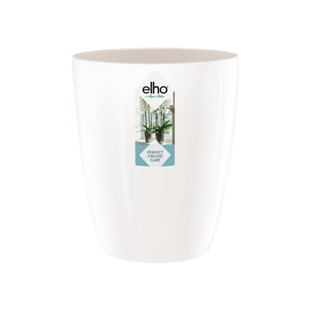 Brussels Diamond Orchidee Hoch 12,5