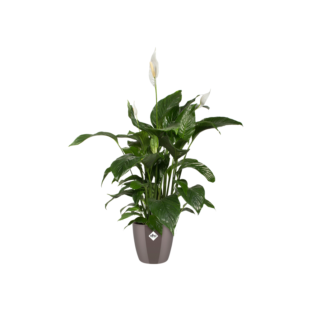 Brussels Diamond Rund 14