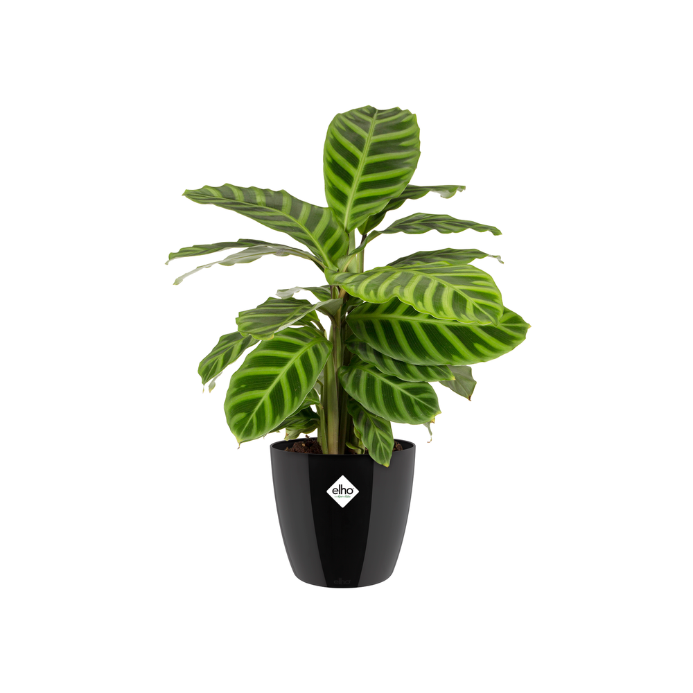 Brussels Diamond Rund 14