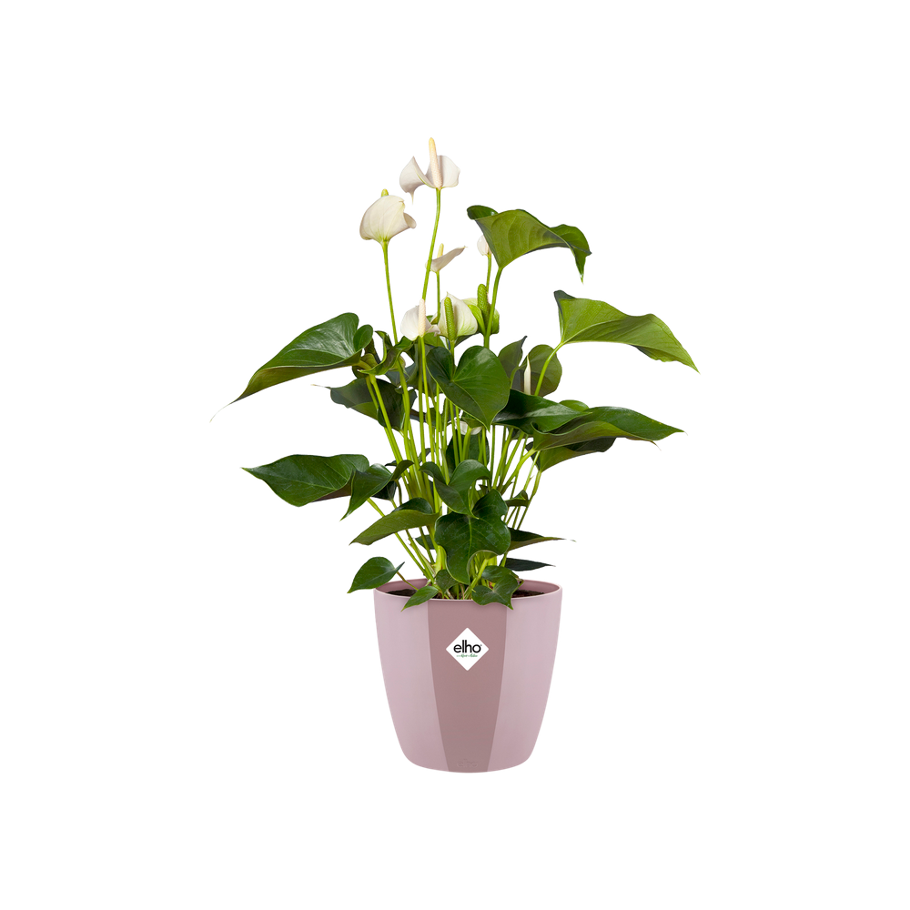 Brussels Diamond Rund 14