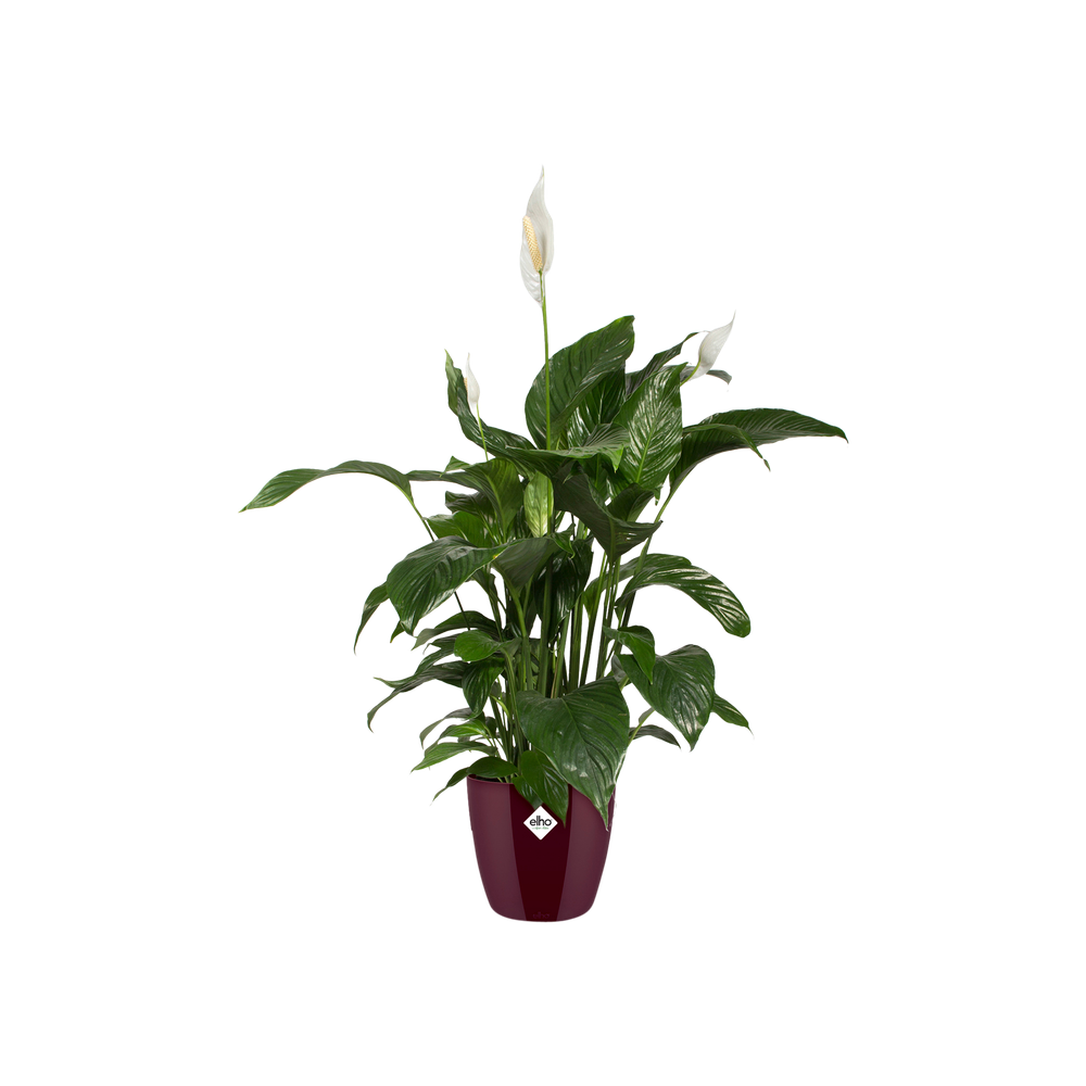 Brussels Diamond Rund 14