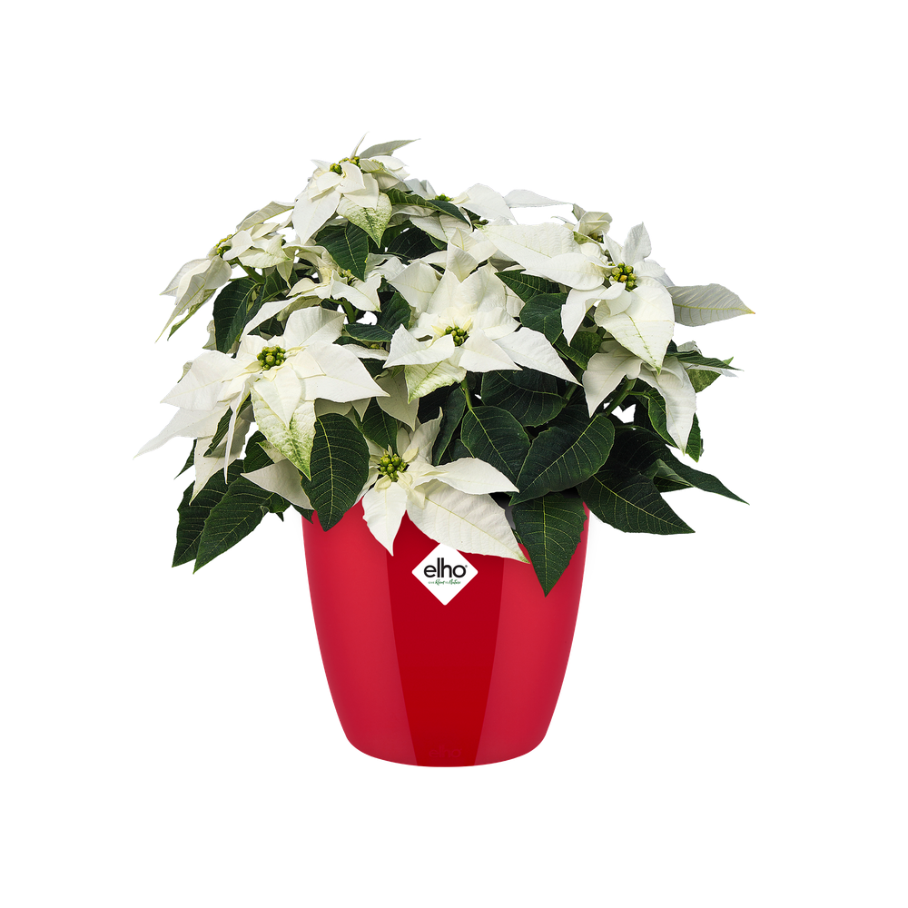 Brussels Diamond Rund 14