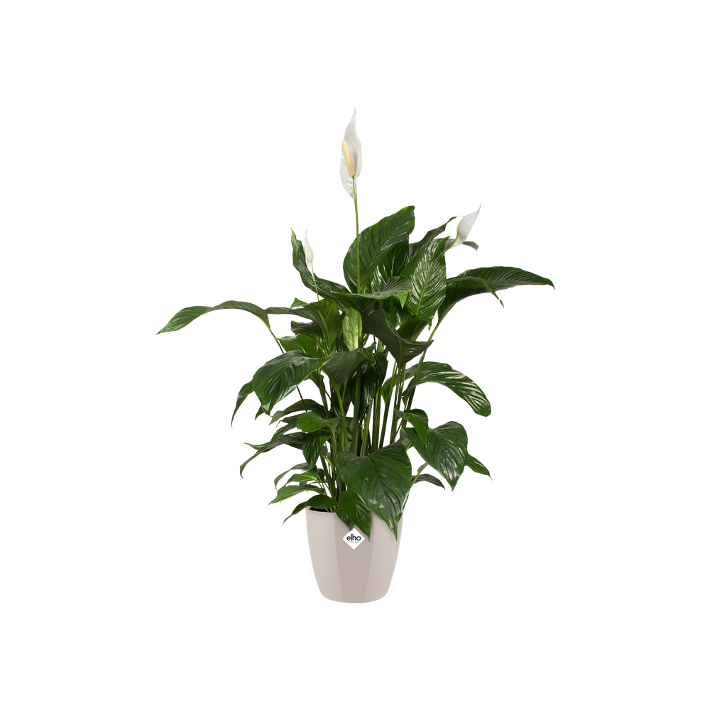 Brussels Diamond Rund 14