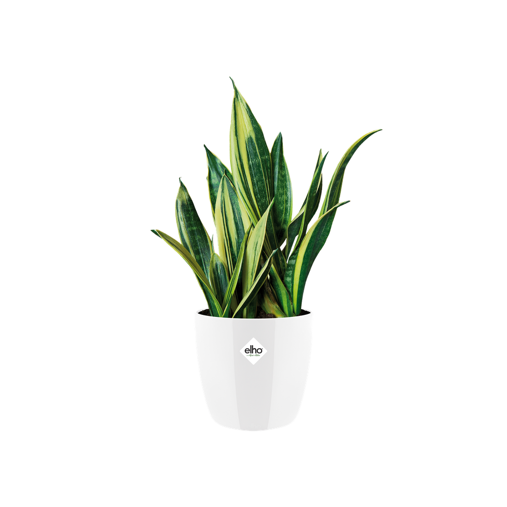 Brussels Diamond Rund 14