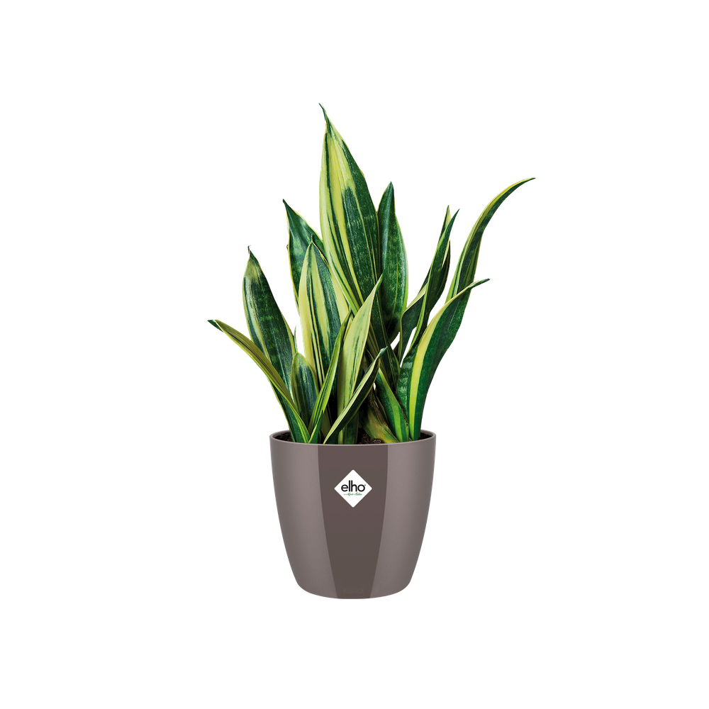 Brussels Diamond Rund 14