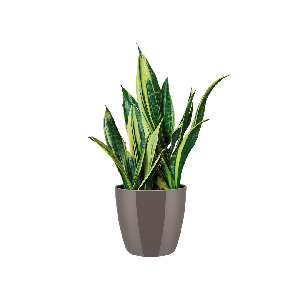 Brussels Diamond Rund 14