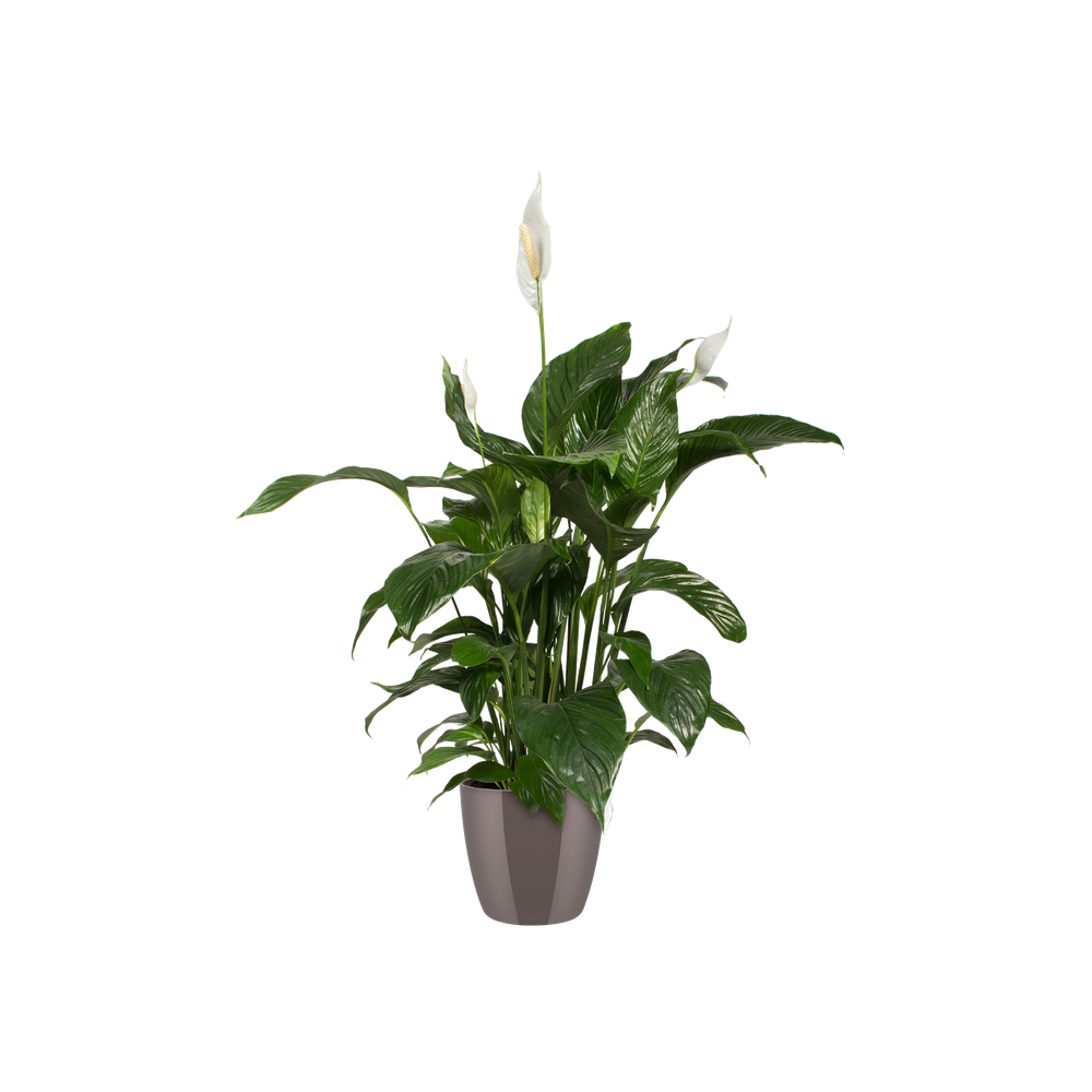 Brussels Diamond Rund 14