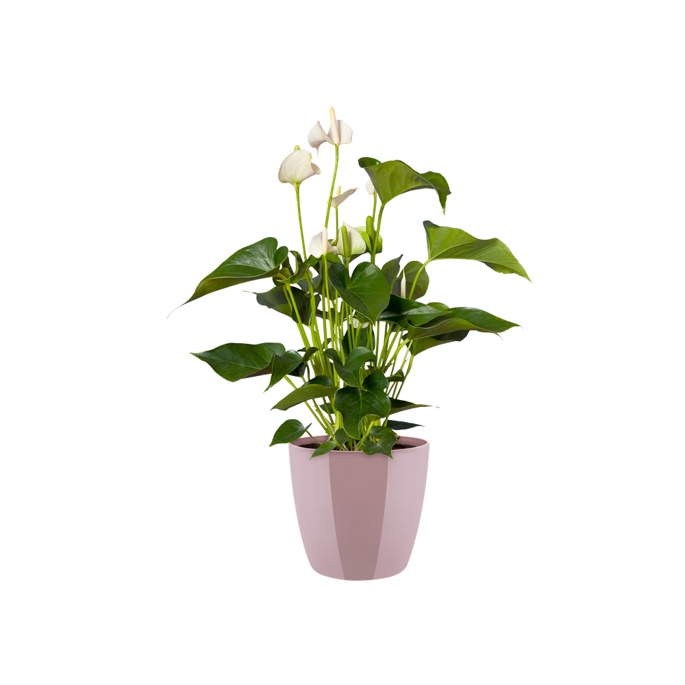 Brussels Diamond Rund 14