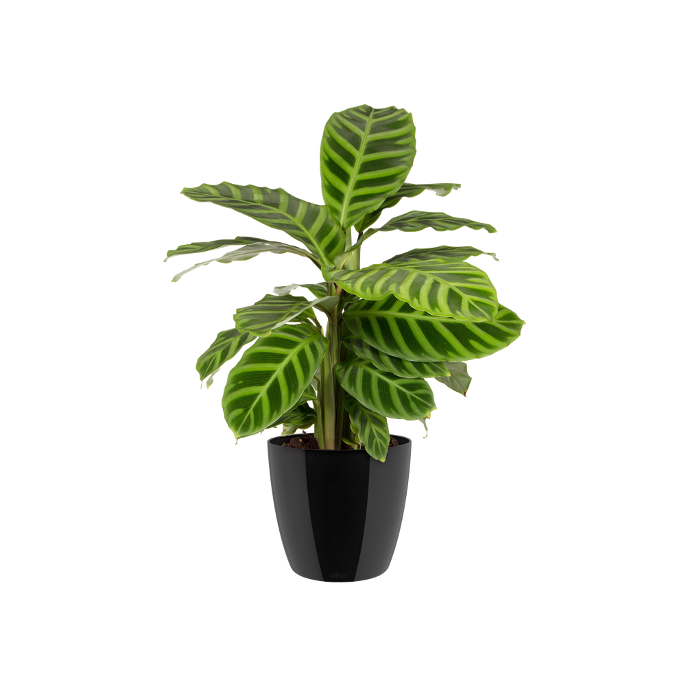 Brussels Diamond Rund 14