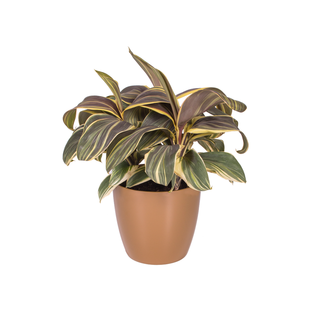 Brussels Diamond Rund 14