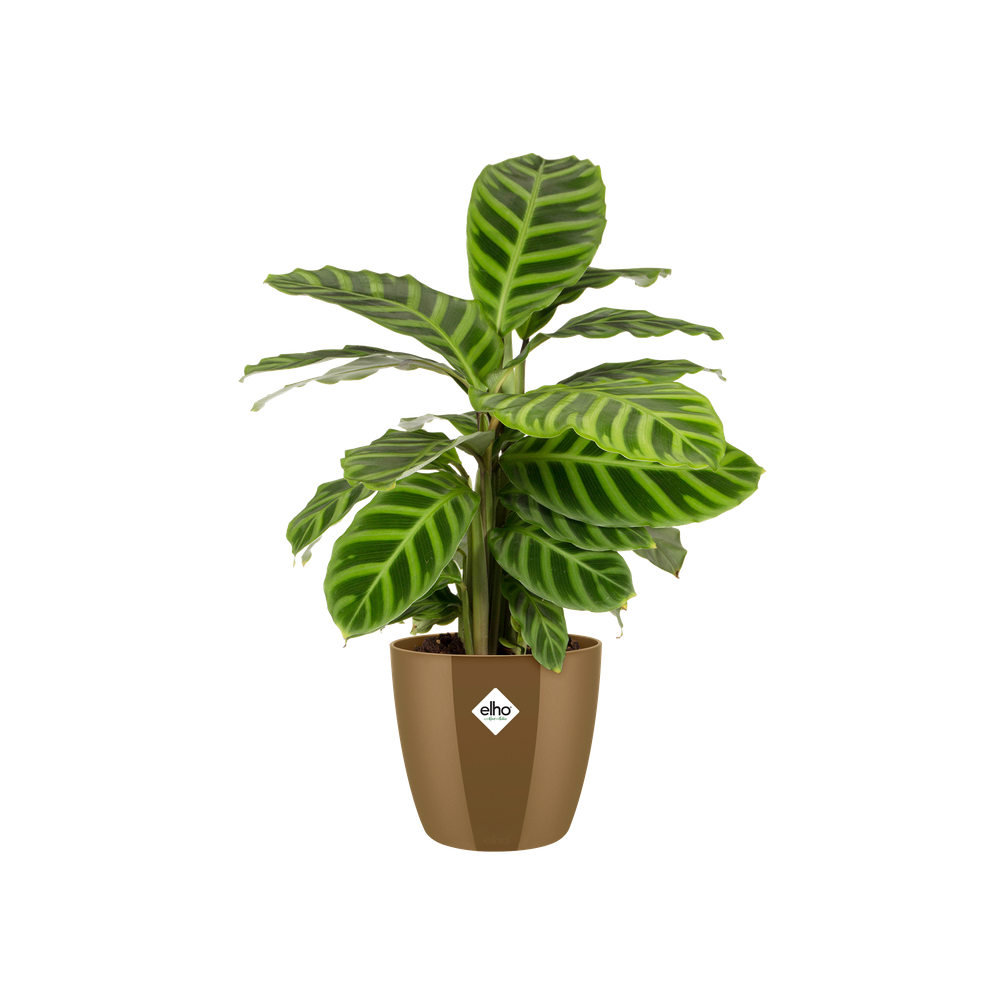 Brussels Diamond Rund 14