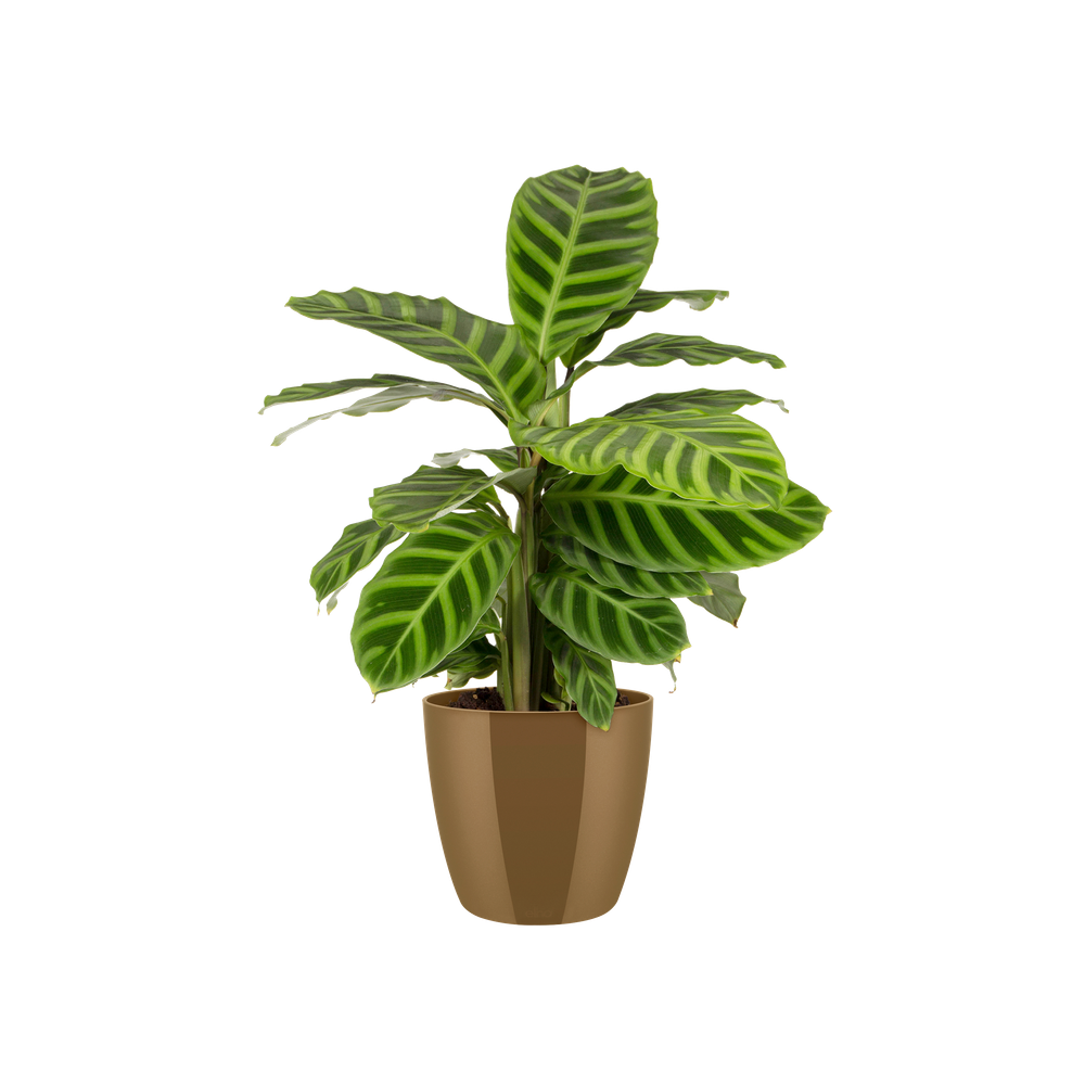 Brussels Diamond Rund 14