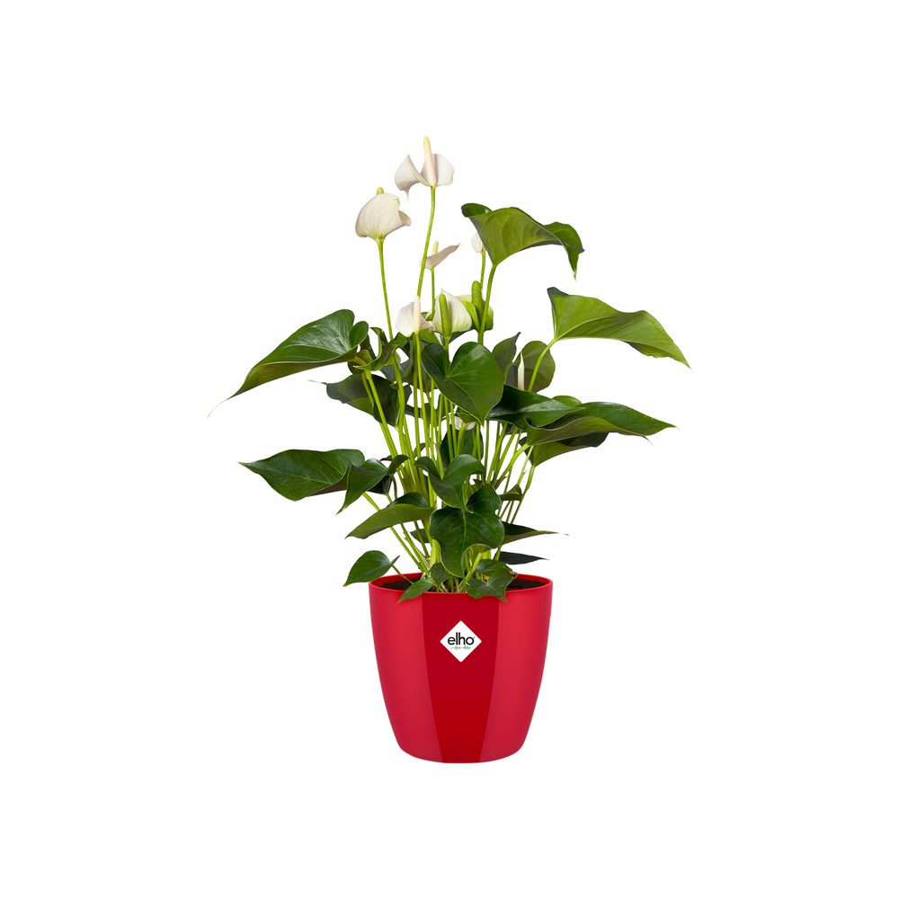 Brussels Diamond Rund 14