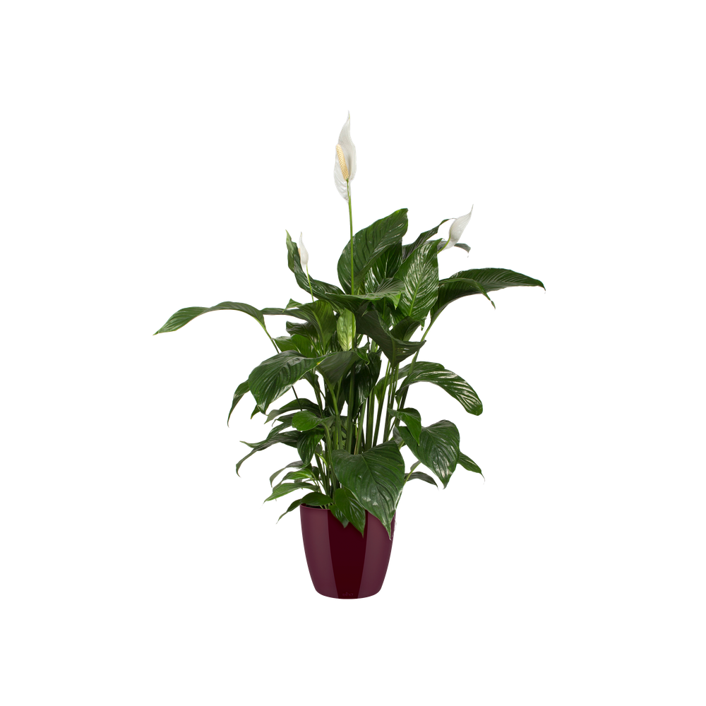 Brussels Diamond Rund 14