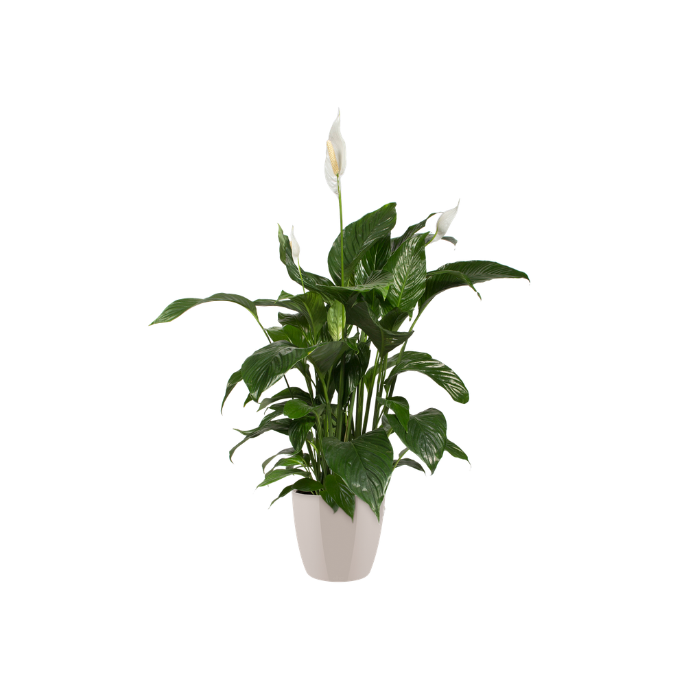 Brussels Diamond Rund 14