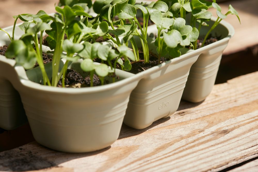BNDL Gb Gyo Set S +  Pflanzstift