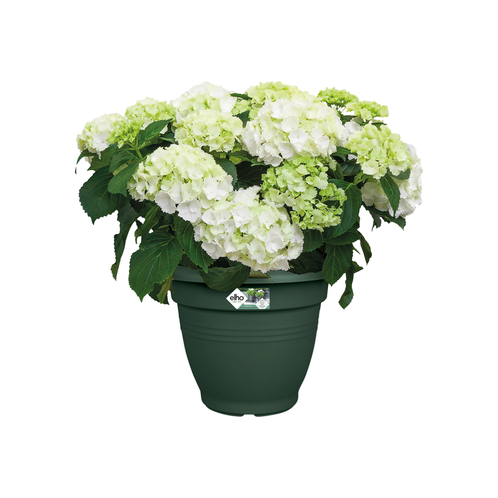 Green Basics Campana 40