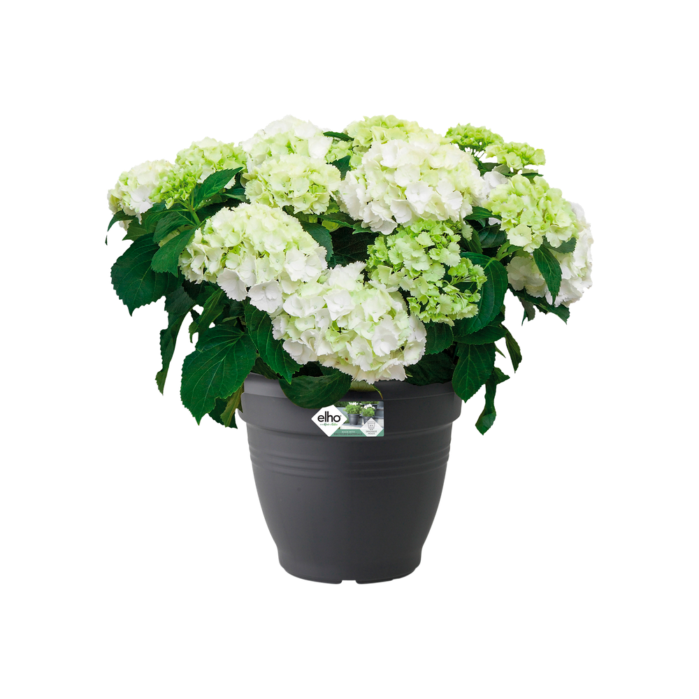 Green Basics Campana 35