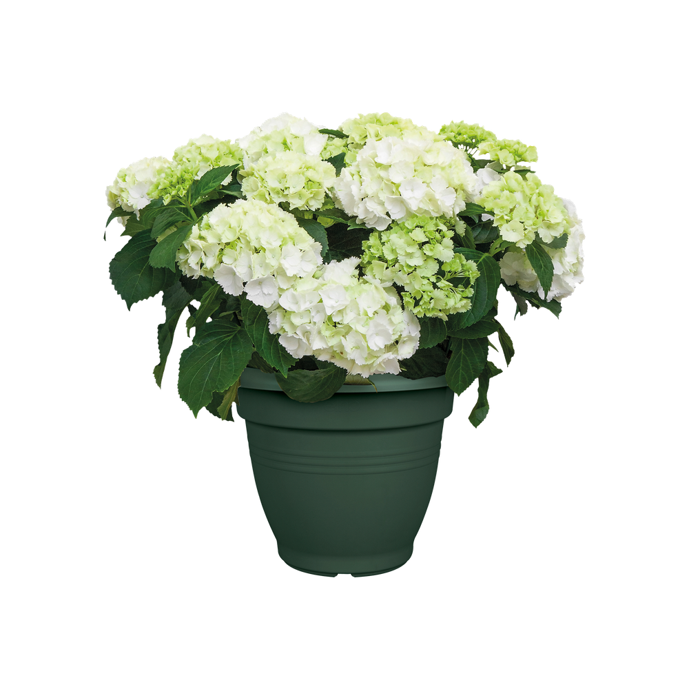 Green Basics Campana 40