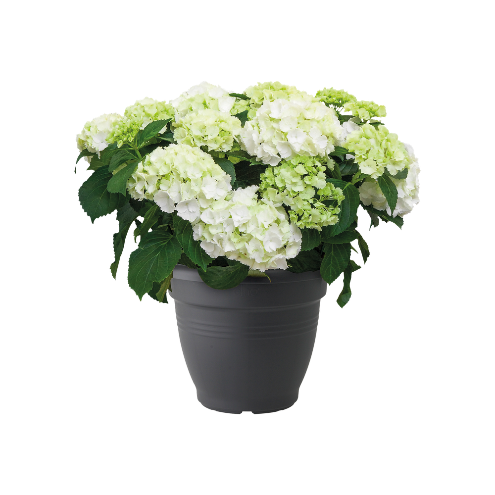 Green Basics Campana 50
