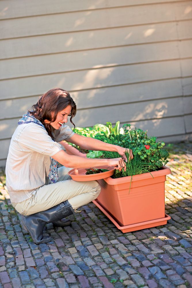 Green Basics Garten Xxl 80