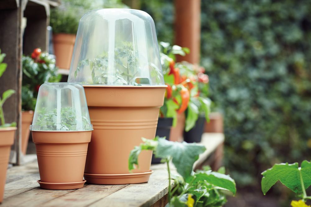 Green Basics Anzucht Haus Rund 17