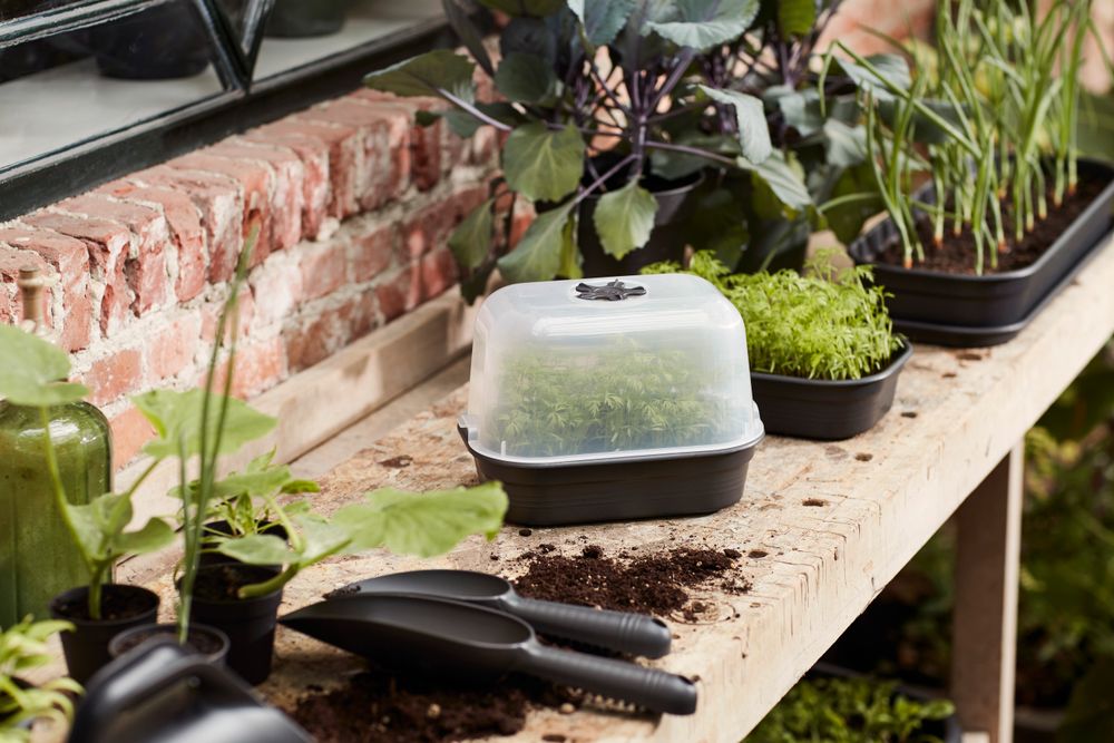 Green Basics Anzucht Untersetzer S