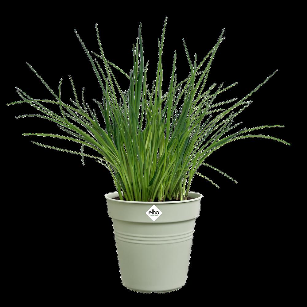 Green Basics Anzuchttopf 13