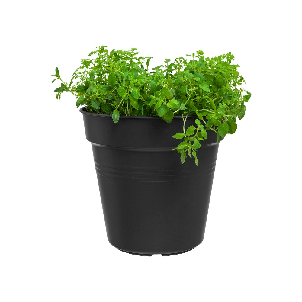 Green Basics Anzuchttopf 24