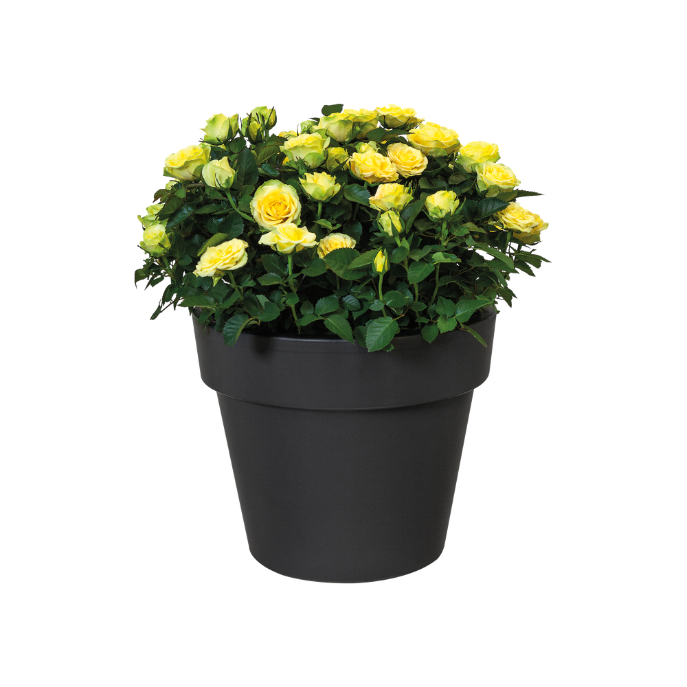 Green Basics Top Planter 30